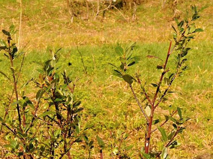 Salix myrsinifolia