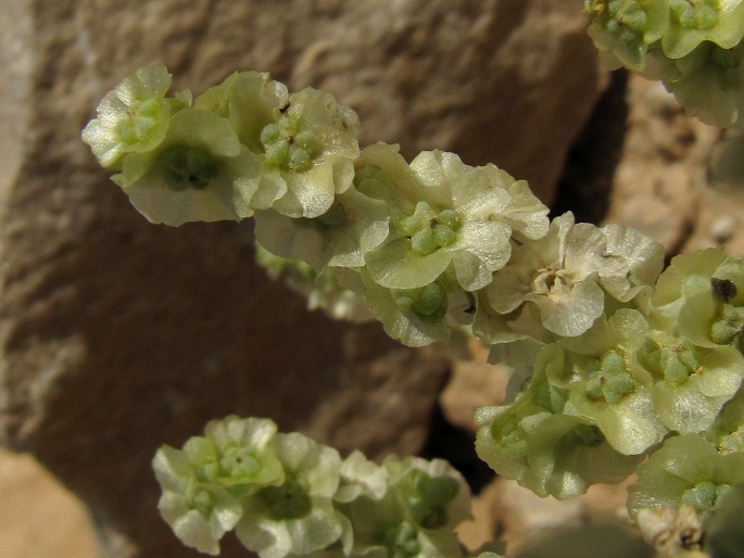 SALSOLA INERMIS Forssk. – slanobýl / slanobyľ