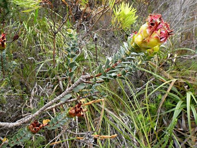 Penaea sarcocolla