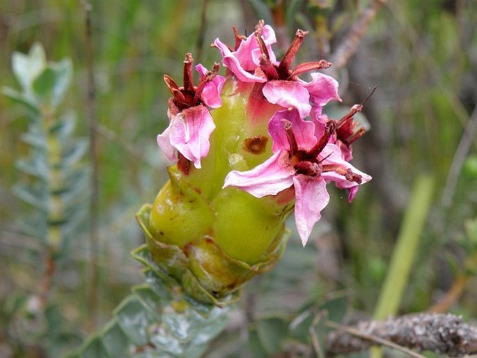 Penaea sarcocolla