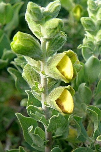 Salvia africana-lutea