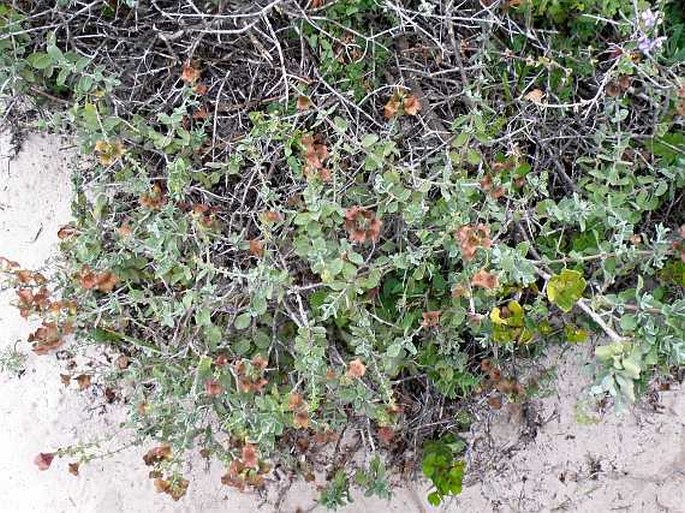 Salvia africana-lutea