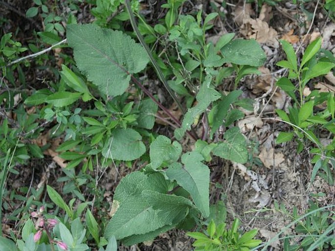 Salvia nutans