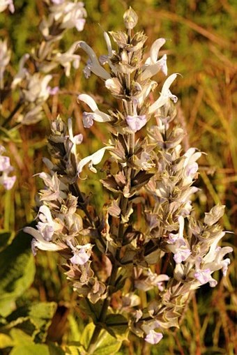 Salvia schimperi