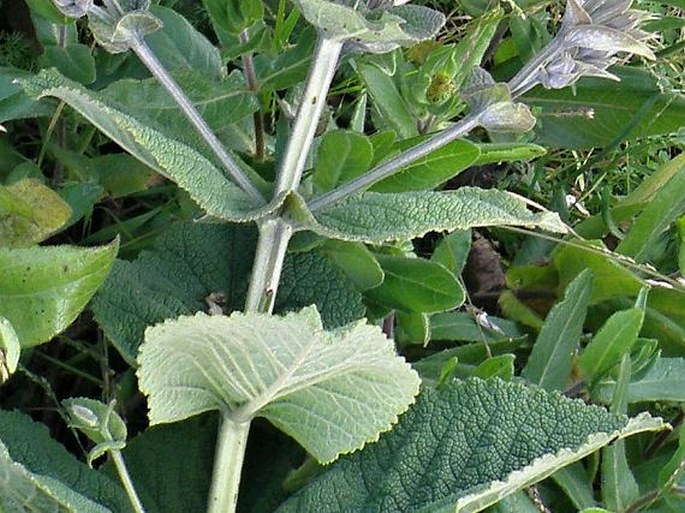 Salvia schimperi