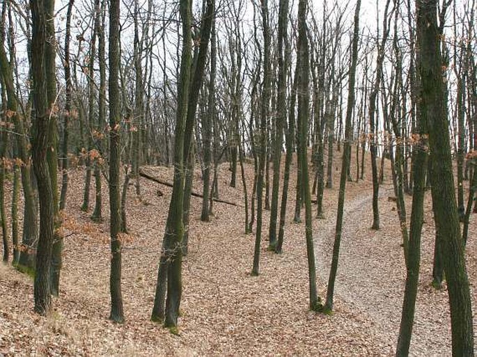 Praha, Šance - přírodní rezervace