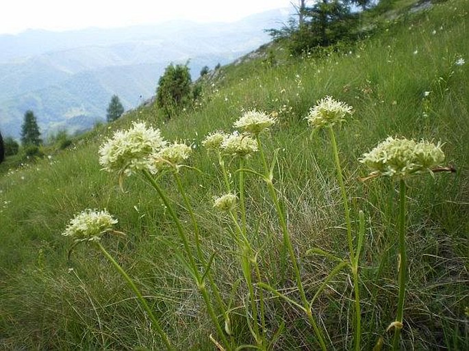 Saponaria bellidifolia