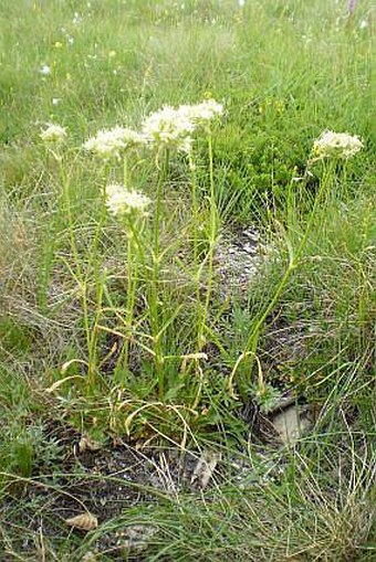 Saponaria bellidifolia