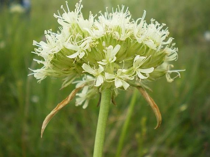Saponaria bellidifolia