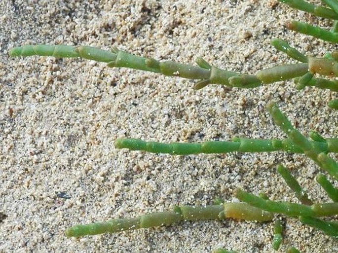 Sarcocornia perennis