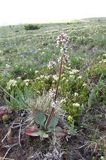 Saxifraga occidentalis