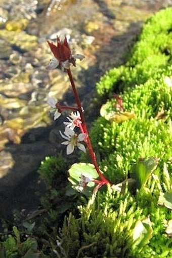 Saxifraga occidentalis