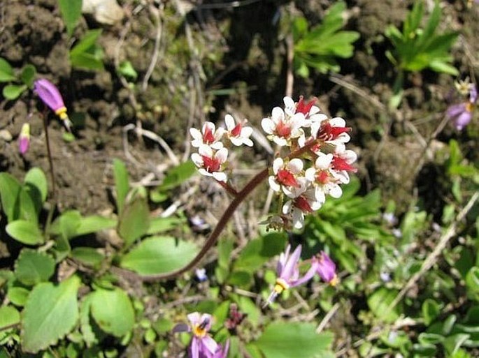 Saxifraga occidentalis