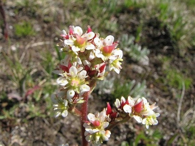 Saxifraga occidentalis