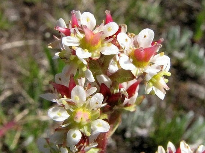 Saxifraga occidentalis