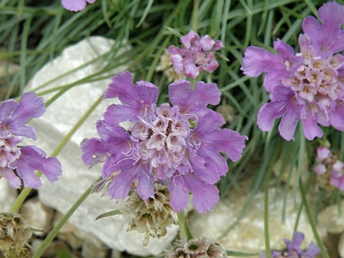 Scabiosa graminifolia