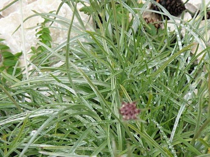 Scabiosa graminifolia