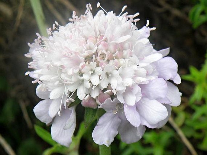 Scabiosa africana