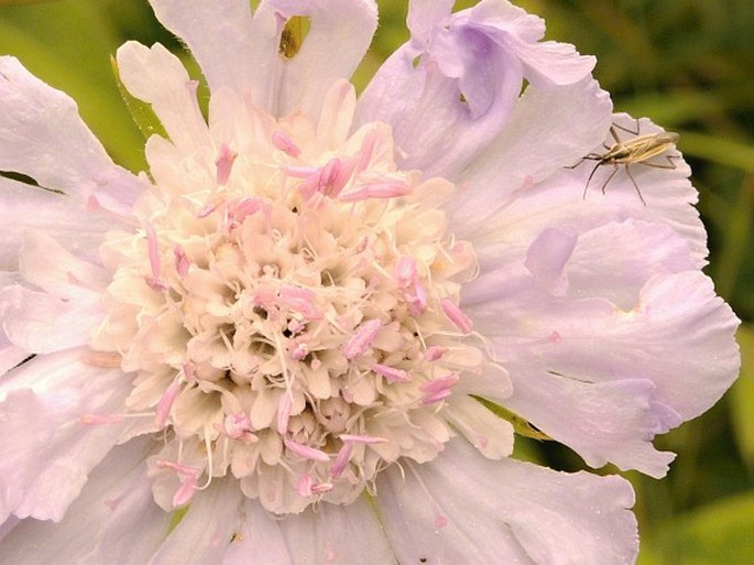 Scabiosa caucasica