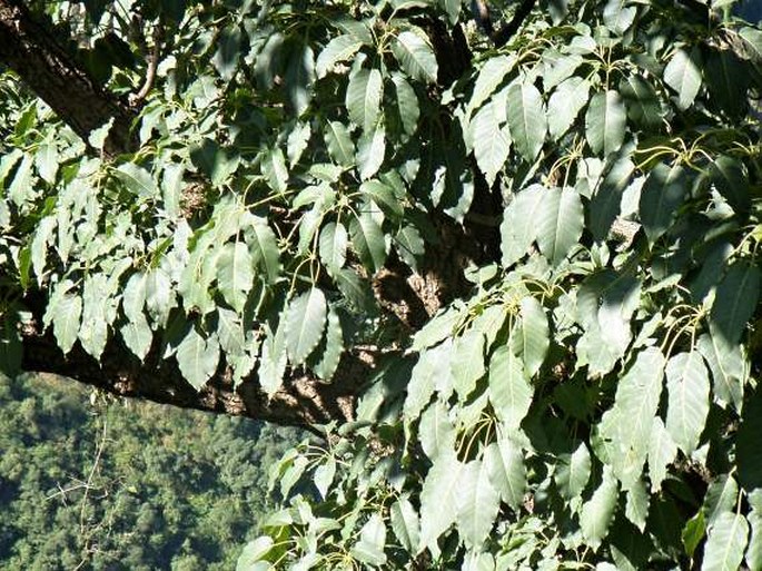 Schefflera abyssinica