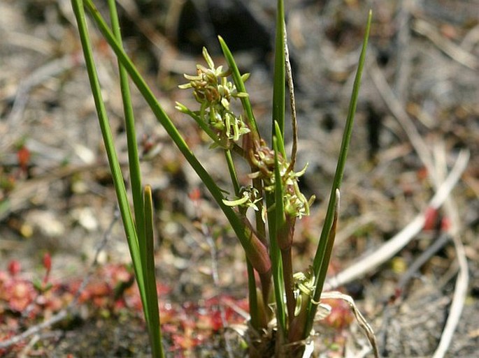 Scheuchzeriaceae