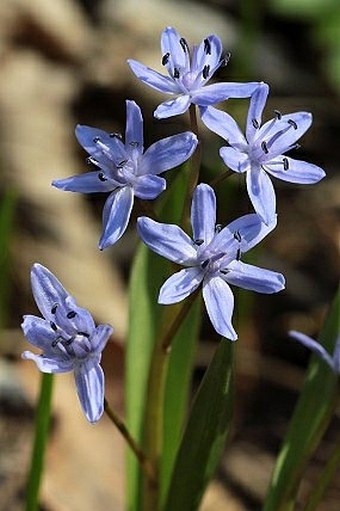 Scilla bifolia subsp. spetana