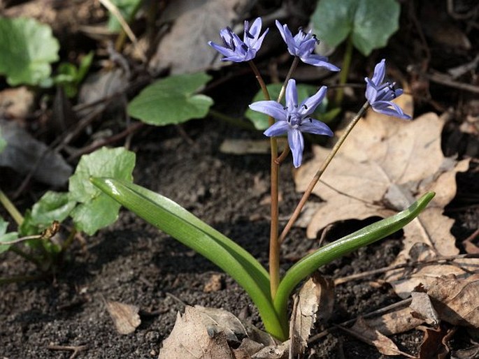 SCILLA BIFOLIA subsp. SPETANA (Kereszty) Trávn. – ladoňka dvoulistá Spetova / scila