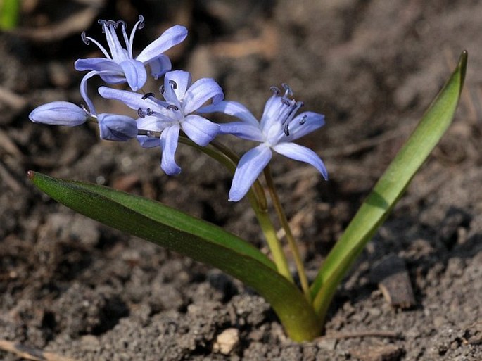 Scilla bifolia subsp. spetana