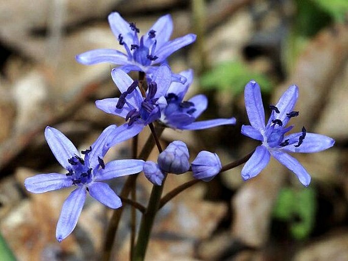 Scilla bifolia