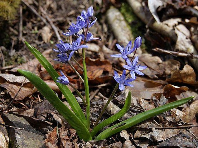 SCILLA BIFOLIA L. – ladoňka dvoulistá / scila dvojlistá