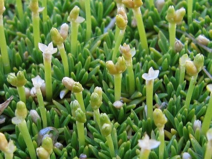 Scleranthus biflorus