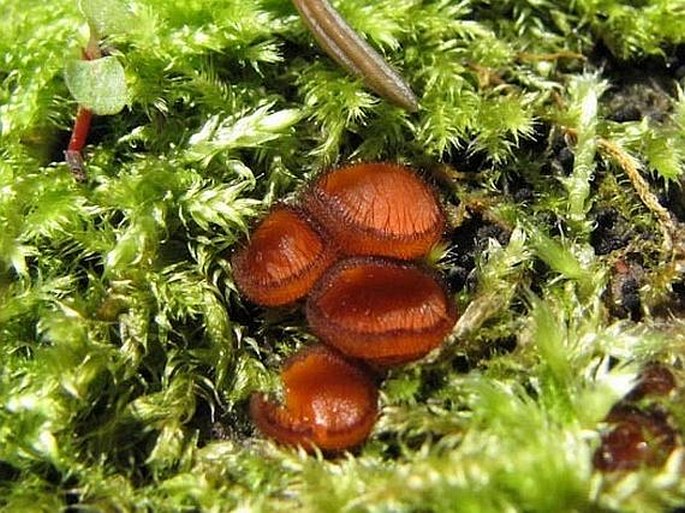 SCUTELLINIA SCUTELLATA (L.) Lambotte - kosmatka štítovitá / štítovnička obyčajná