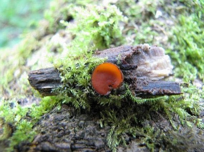 Scutellinia scutellata