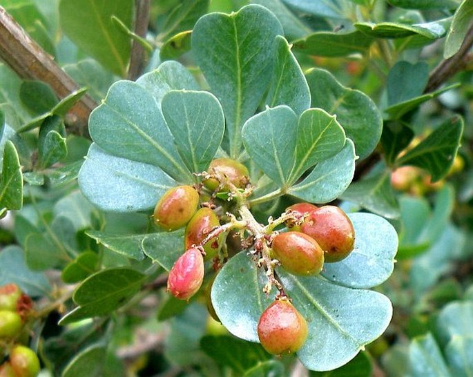 Searsia glauca