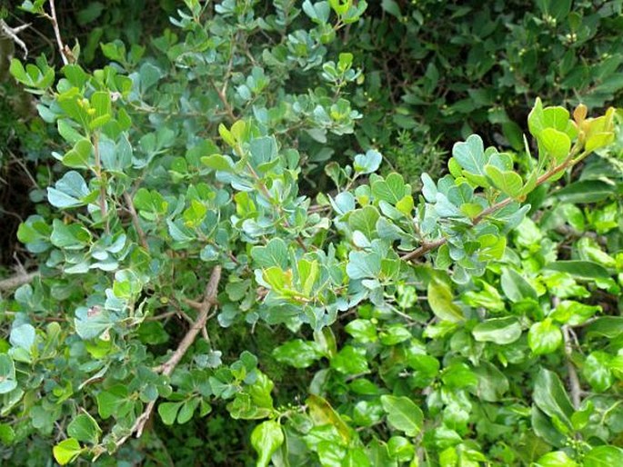 Searsia glauca