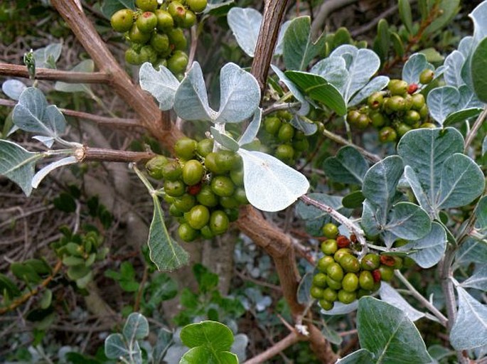 Searsia glauca