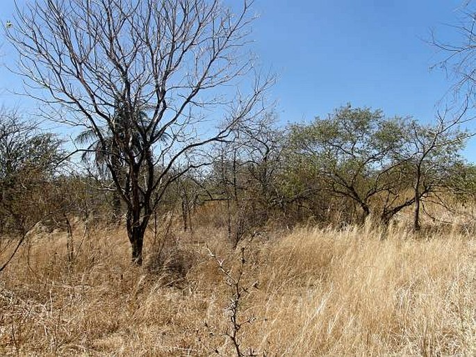 Securidaca sylvestris