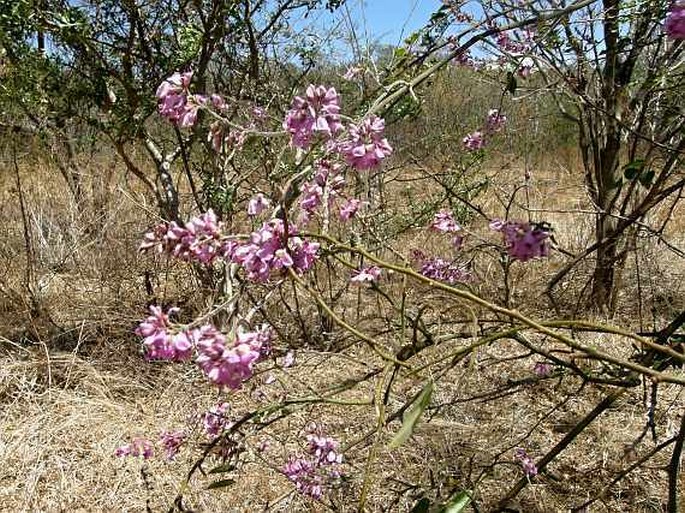 Securidaca sylvestris