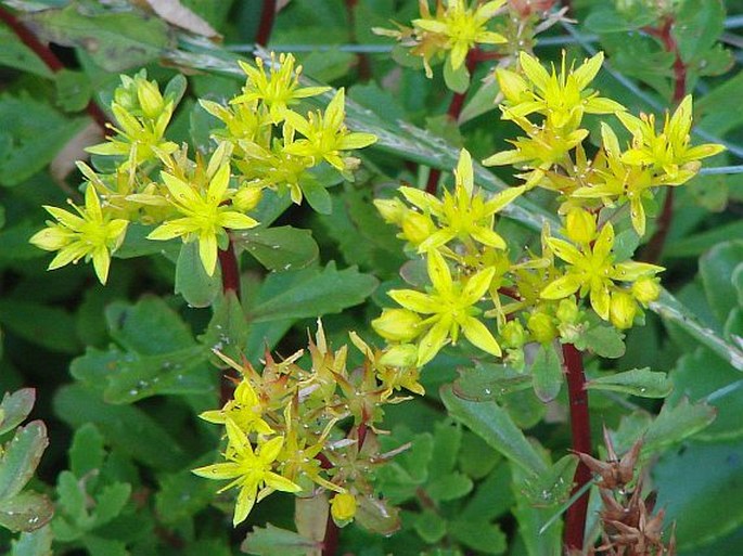 Sedum hybridum