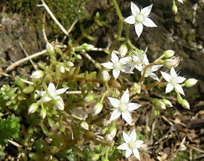 Sedum monregalense