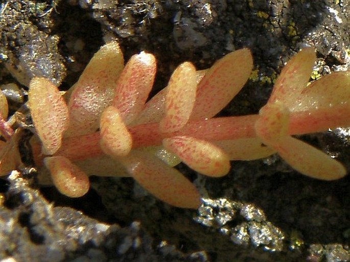 Sedum monregalense