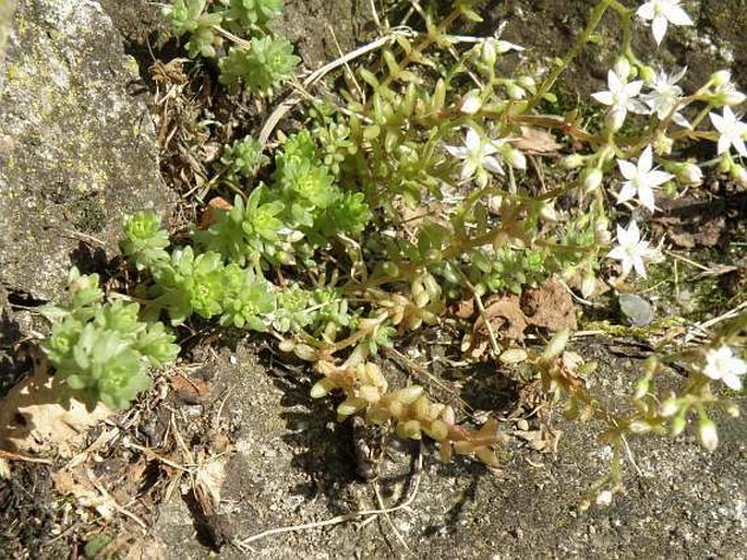 Sedum monregalense