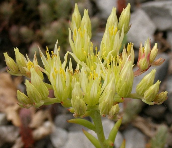 Petrosedum ochroleucum