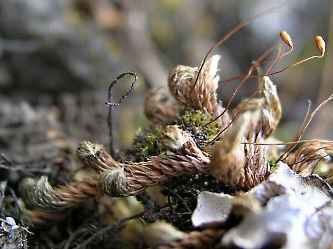 Selaginella densa