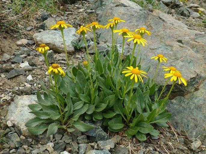 SENECIO DORONICUM (L.) L. - starček