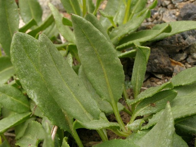 Senecio doronicum