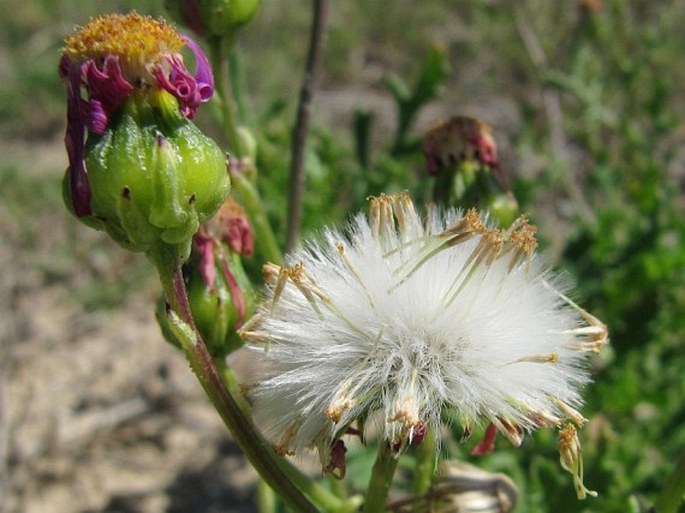 Senecio elegans