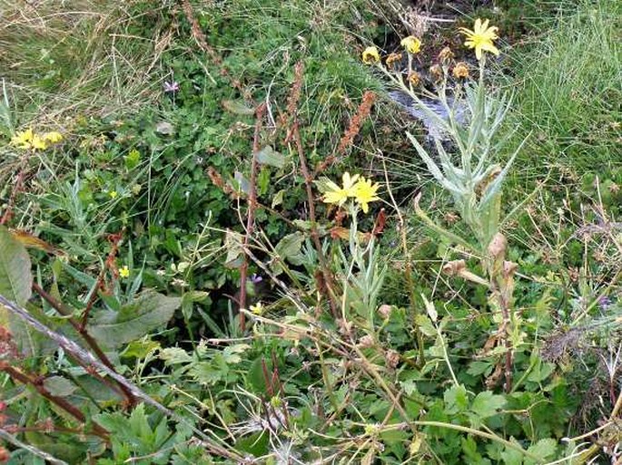 Senecio steudelii