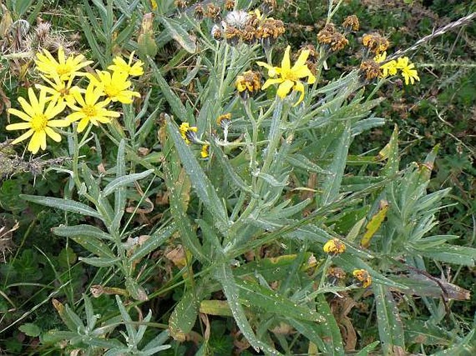 Senecio steudelii