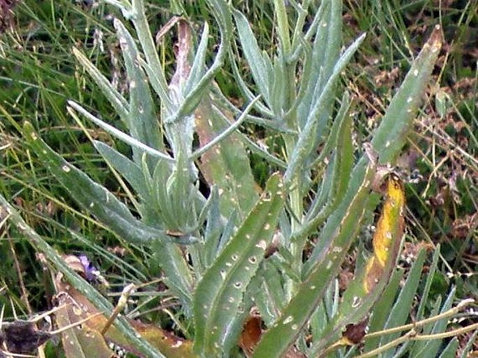 Senecio steudelii